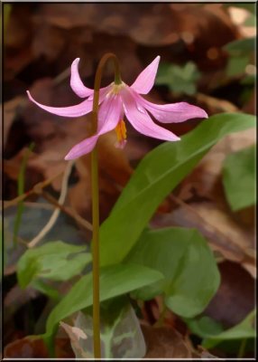Erythronium revolutum