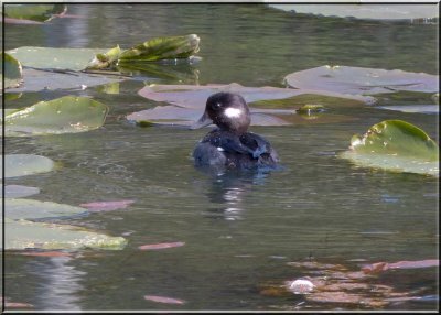 Mama Bufflehead