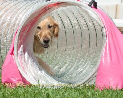 2013_bark_for_life_westchester