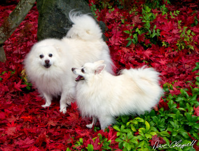 Fall Ramzi and Kaya