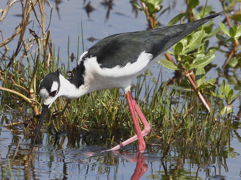 Black-necked Stilt