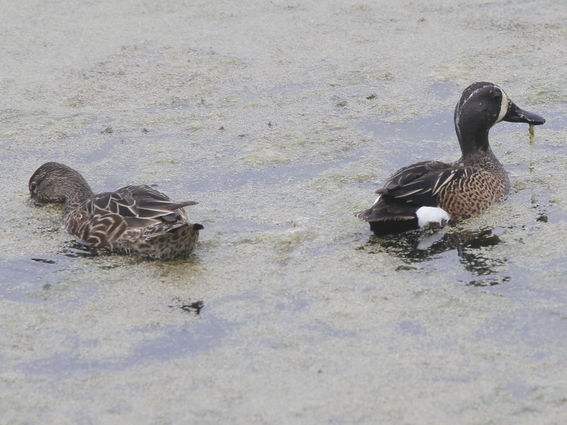 Blue-winged Teal