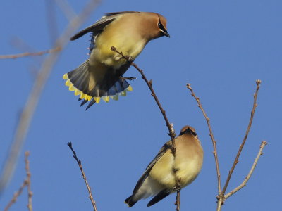 Cedar Waxwing