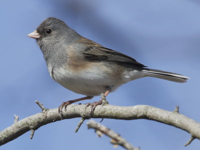 Dark-eyed Junco