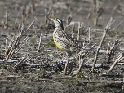 Eastern Meadowlark