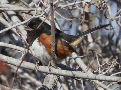 Eastern Towhee