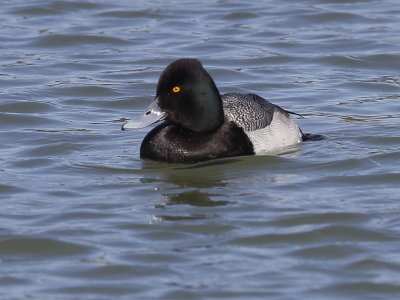 Lesser Scaup