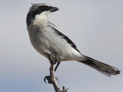 Loggerhead Shrike