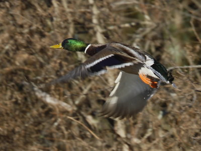 Mallard