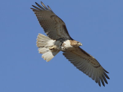 Red-tailed Hawk