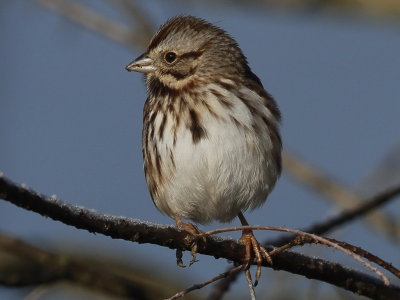 Song Sparrow