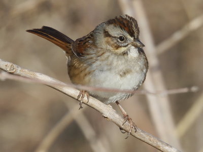 Swamp Sparrow