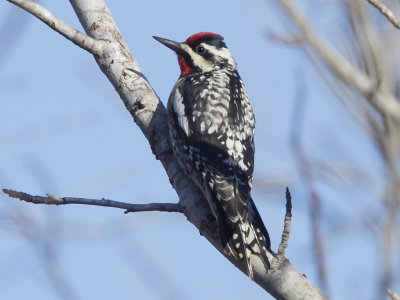 Yellow-bellied Sapsucker