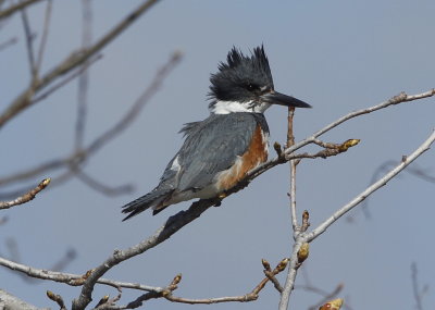 Belted Kingfisher