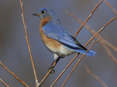 Eastern Bluebird