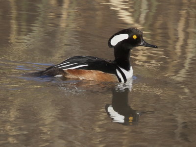 Hooded Merganser