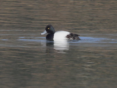 Greater Scaup