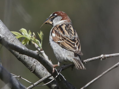 House Sparrow