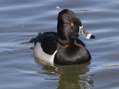 Ring-necked Duck