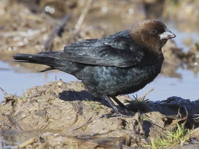 Brown-headed Cowbird