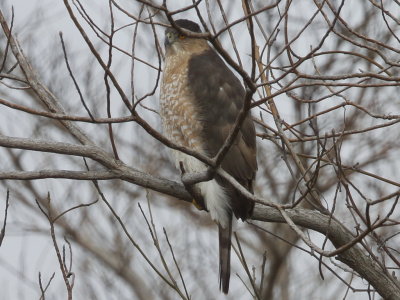 Coopers Hawk