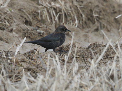 Rusty Blackbird