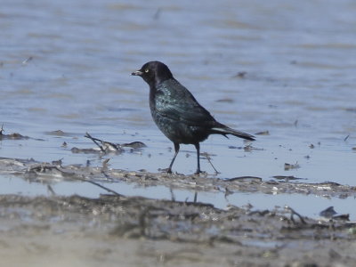 Brewer's Blackbird