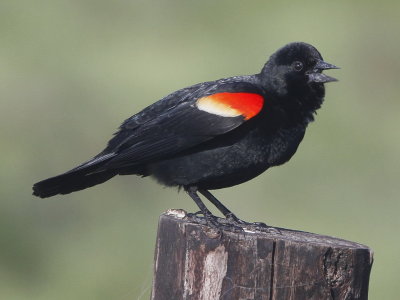 Red-winged Blackbird