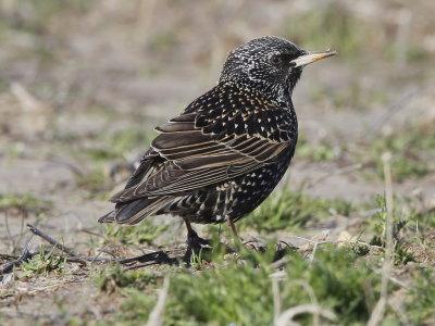 European Starling