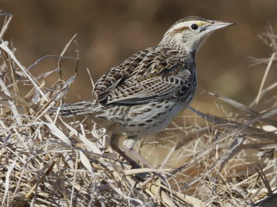 Western Meadowlark