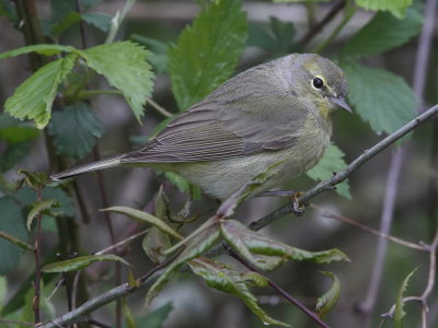 Orange-crowned Warbler