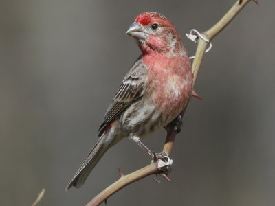 House Finch