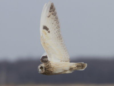 Short-eared Owl