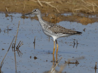 Greater Yellowlegs