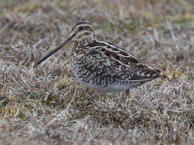 Wilson's Snipe