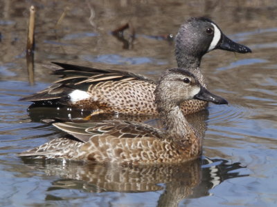 Blue-winged Teal