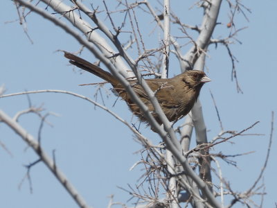 Abert's Towhee