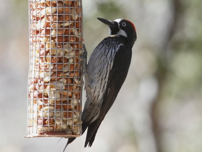 Acorn Woodpecker