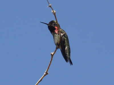 Anna's Hummingbird