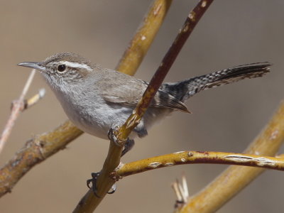 Bewick's Wren