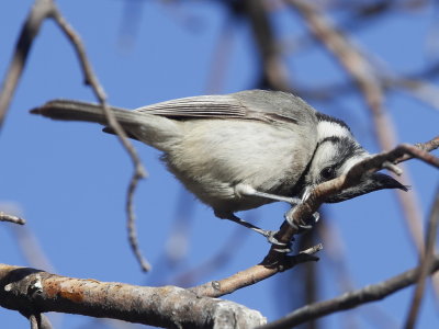 Bridled Titmouse