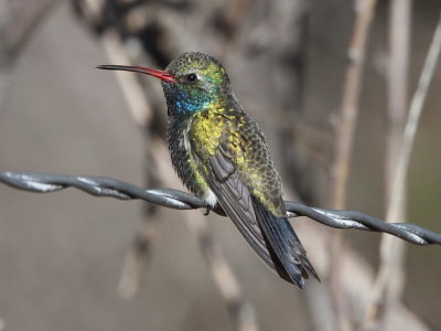 Broad-billed Hummingbird