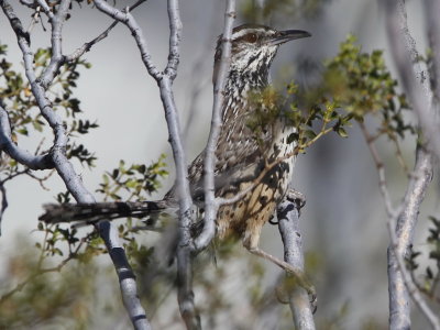 Cactus Wren