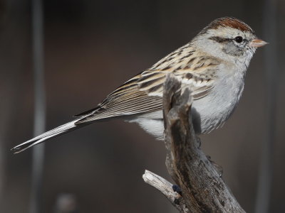 Chipping Sparrow