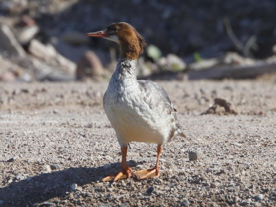 Common Merganser