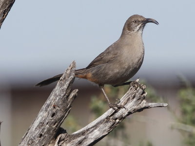 Crissal Thrasher