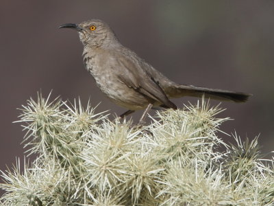 Curve-billed Thrasher