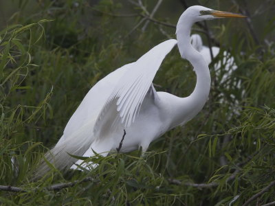 Great Egret