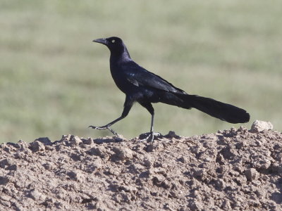 Great-taled Grackle