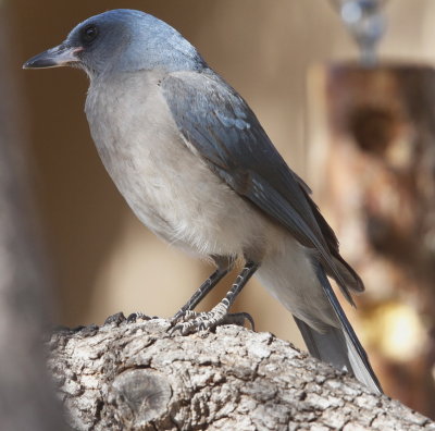 Mexican Jay